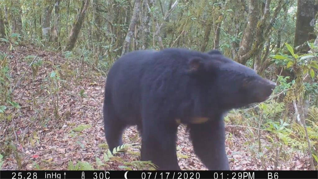 南橫公路驚見台灣黑熊出沒　專家：勿驚擾、保持距離