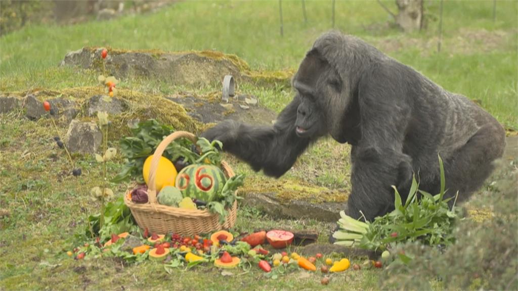 柏林動物園大猩猩66歲生日　多活20多年！牙齒快掉光胃口仍超好
