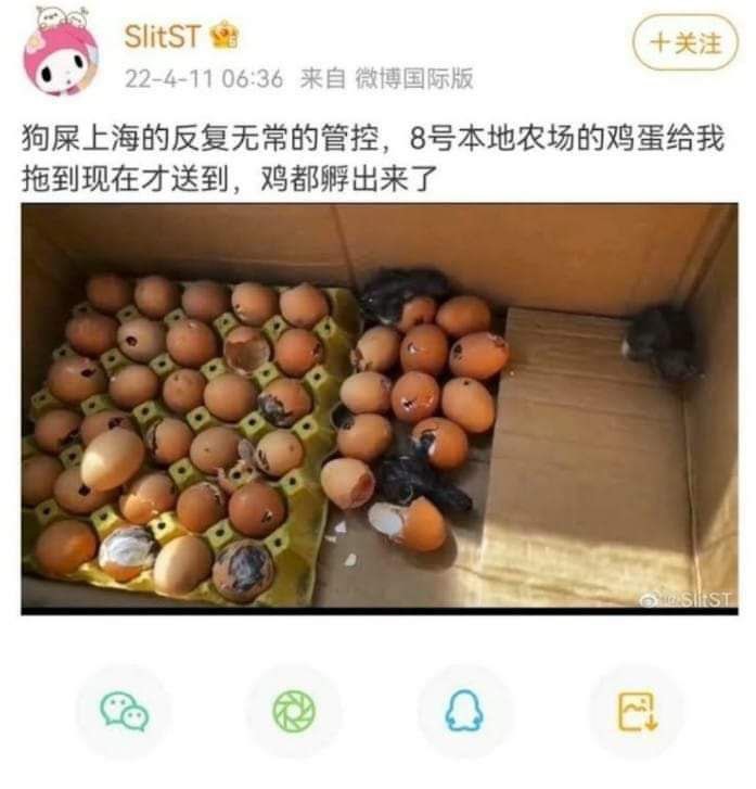 快新聞／上海封控雞蛋物資送貨延宕　居民怒吼：收到雞都孵出來了！