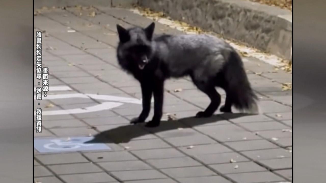 狐狸逛大街北新竹車站逗留　民眾急協尋等主人現身