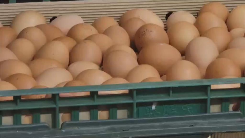 快新聞／過年遇到雞蛋荒！缺貨又漲價　法務部鎖定北部2蛋商稽查