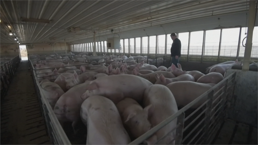 美主要肉品加工公司停工 養豬人家苦惱豬滿為患