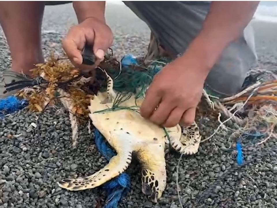 快新聞／蘭嶼玳瑁被漁網纏住　民眾急拆網讓牠回大海懷抱