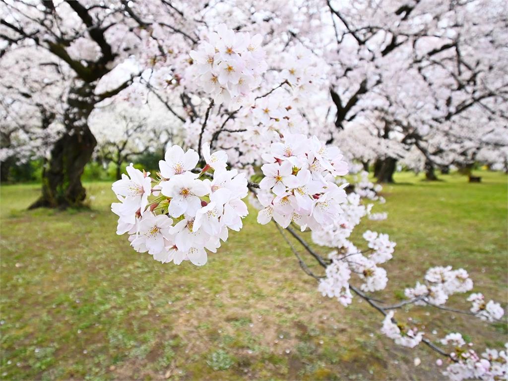 「春分」日本列國定假日！　預測3地搶先迎櫻花季