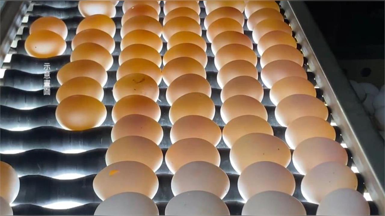 異言堂(影)／ 台灣人每人每年吃355顆蛋　你吃的雞蛋安全嗎?