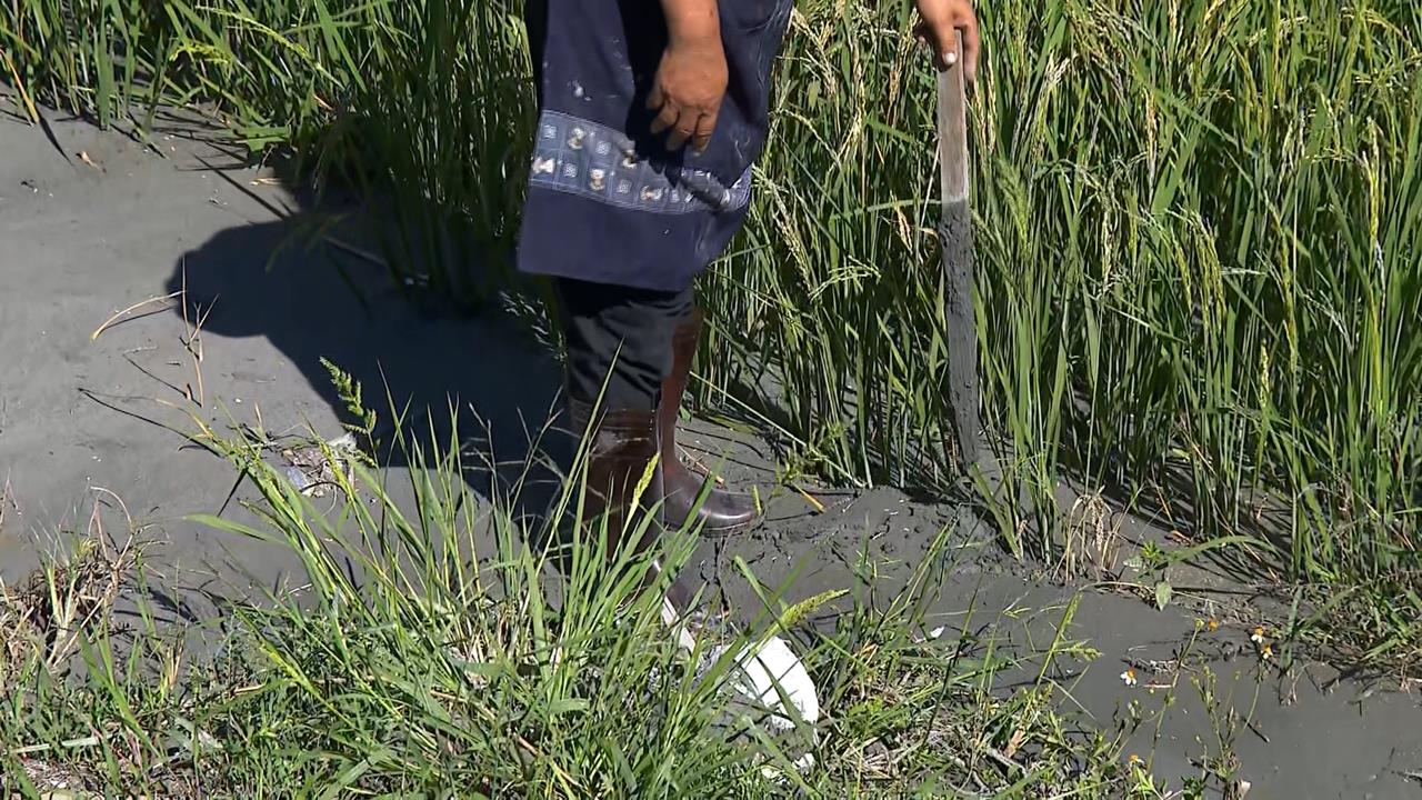 再一個月收成!稻田變泥田 農民心血全泡湯 損失估上百萬