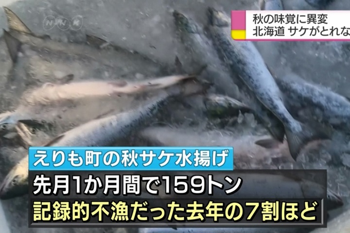 全球暖化影響 北海道鮭魚漁獲大減