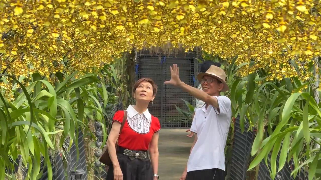「文心蘭黃金隧道」浪漫登場 金黃色花海猶如金色瀑布