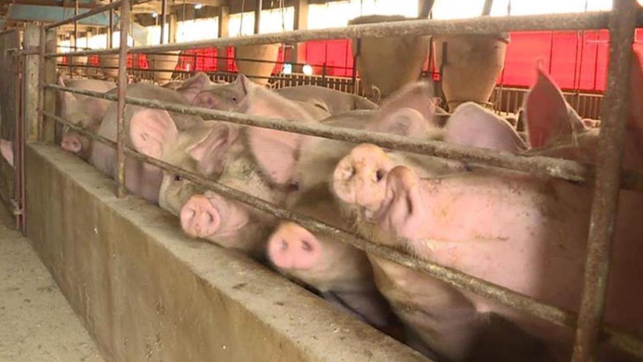 非洲豬瘟禁宰令解封!網傳豬多養15天「會太肥」?專家這樣說:會更好吃