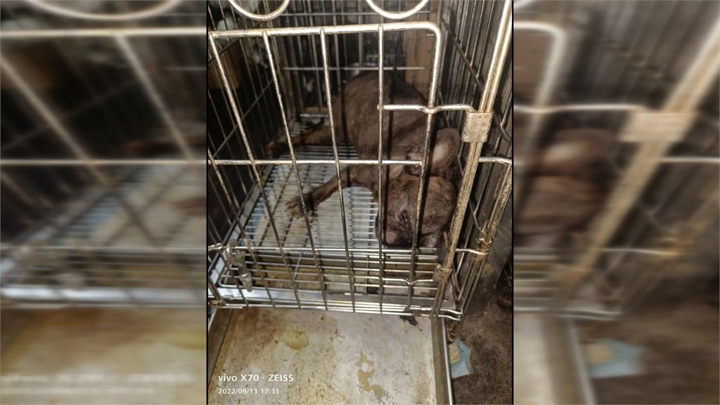 哈士奇被塞在背包內載著走變「肉包」 網友怒指證:他是慣犯
