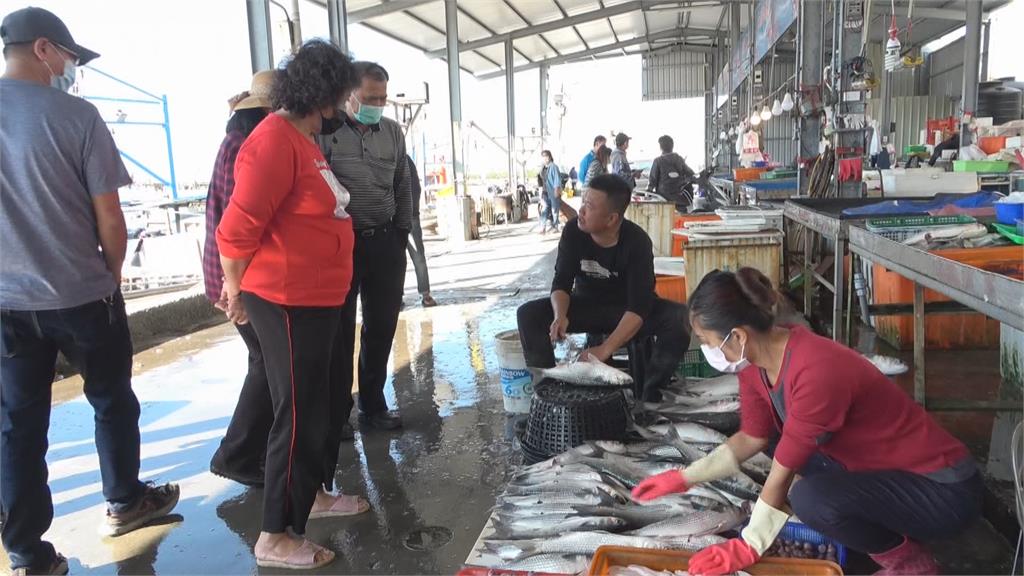 首批野生烏魚報到！　彰化塭仔港漁民進帳30萬元