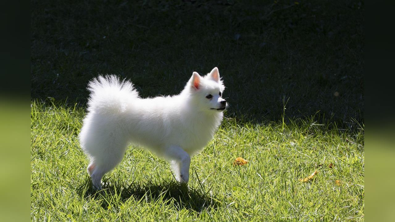 快新聞／寵物飼主注意！中壢運動公園驚見紅火蟻　區公所急處置：已投藥防治