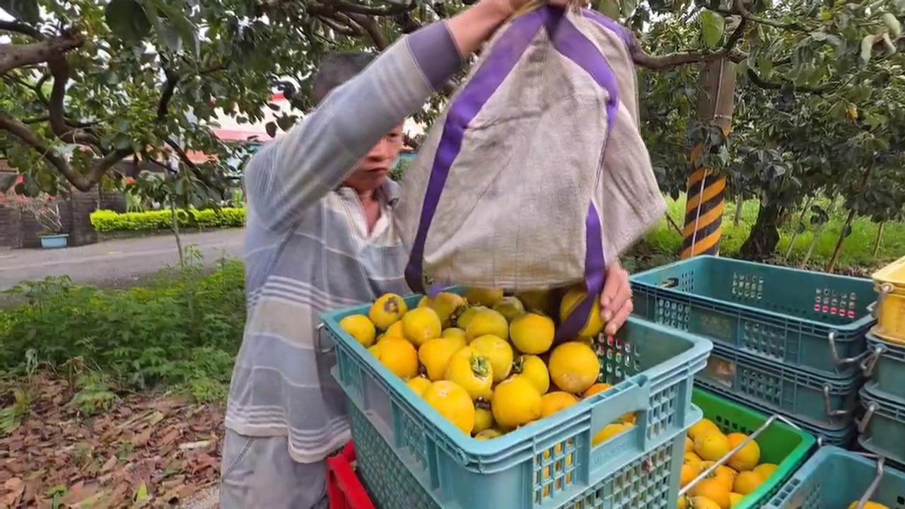 鳳凰恐登陸中南部! 嘉義.屏東果農忙救柿子.蓮霧