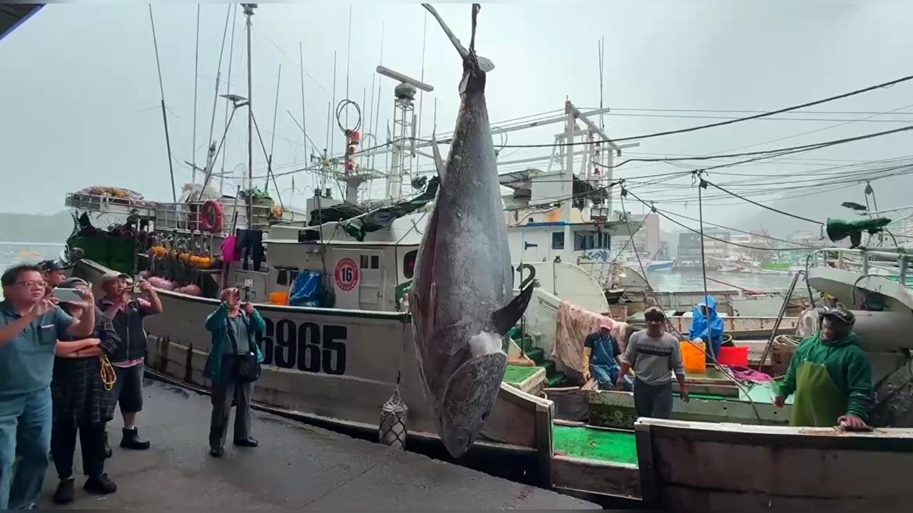 連莊「蘇澳第一鮪」　去鰓後重270KG　船長盼拍出好價