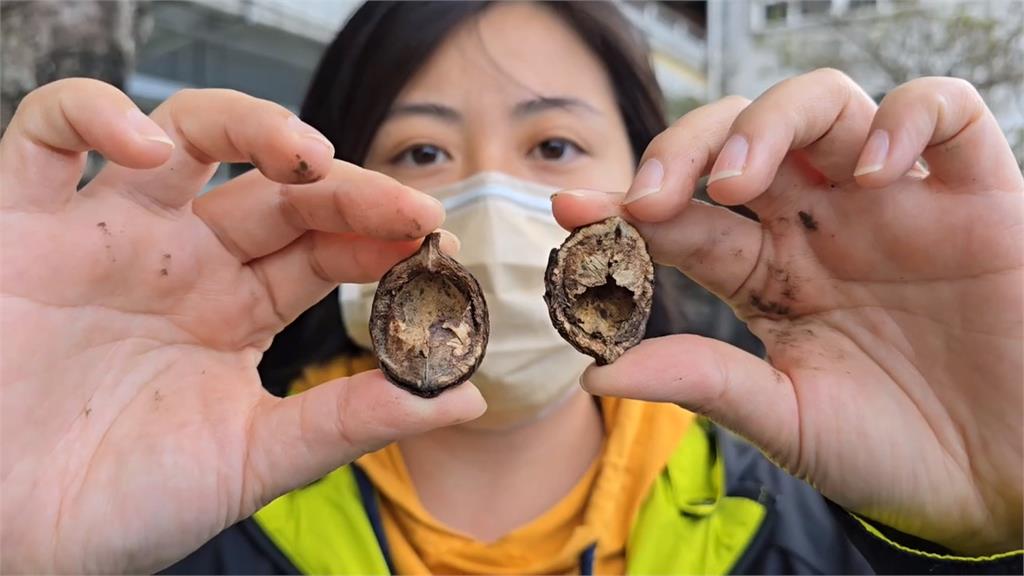 這不是堅果！桃園小五生誤食''油桐花籽''中毒 4人緊急送醫洗胃