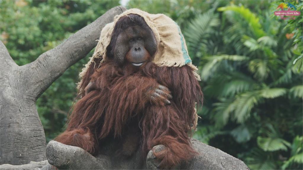 猩猩過寒冬！　動物園祭出「這法寶」抗寒