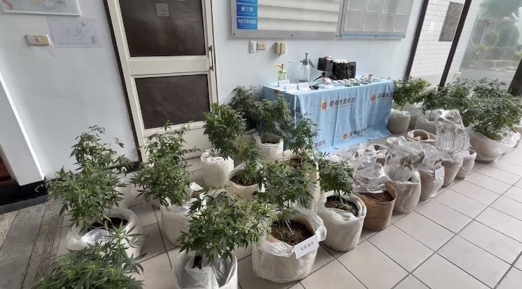 快新聞／綠島首例！台東警越海查獲大麻栽種場　主嫌下場曝光