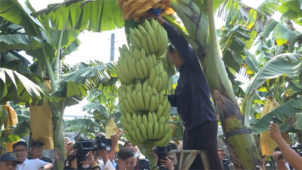 政府補貼保費、降低自付額 農委會力推「香蕉保險」保障蕉農  