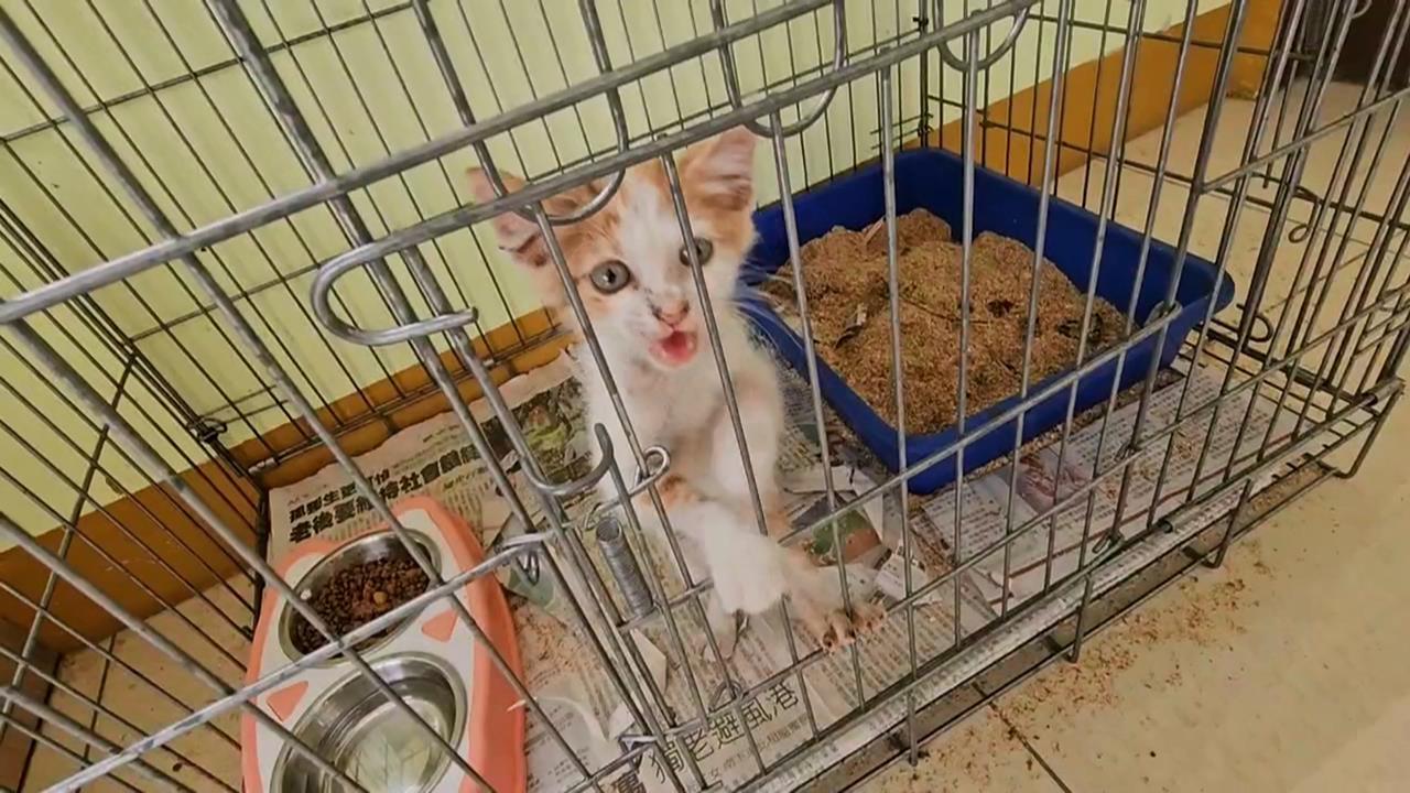 貓狗認養率、死亡率居冠! 屏東「動物之家」盼加蓋房舍