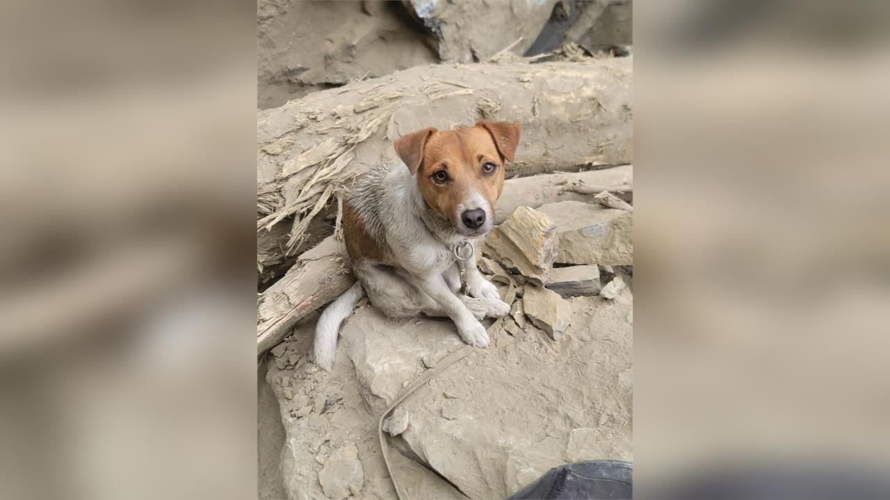 快新聞／花蓮搜救犬Wilson爆遭虐死！議長張峻追真相：要求消防局提專案報告