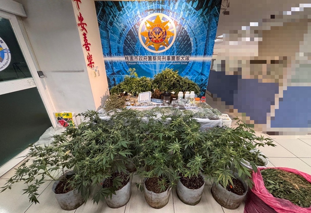 「有雞」栽種大麻　桃警破獲製毒工廠起獲1.6億大麻製品