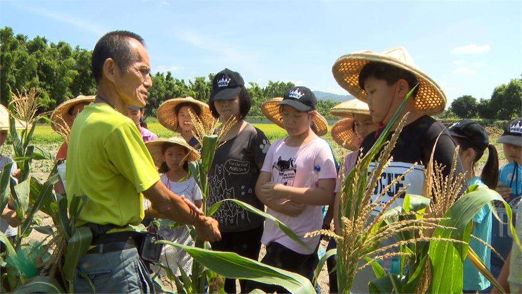 體恤農民辛勞！學生化身小農夫採有機蔬菜