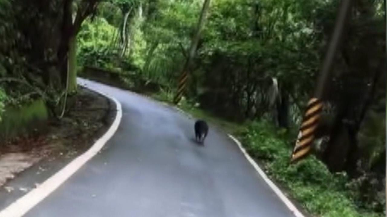 野豬騎士來囉？男騎單車遭野豬狂追　嘆：解鎖另類經驗