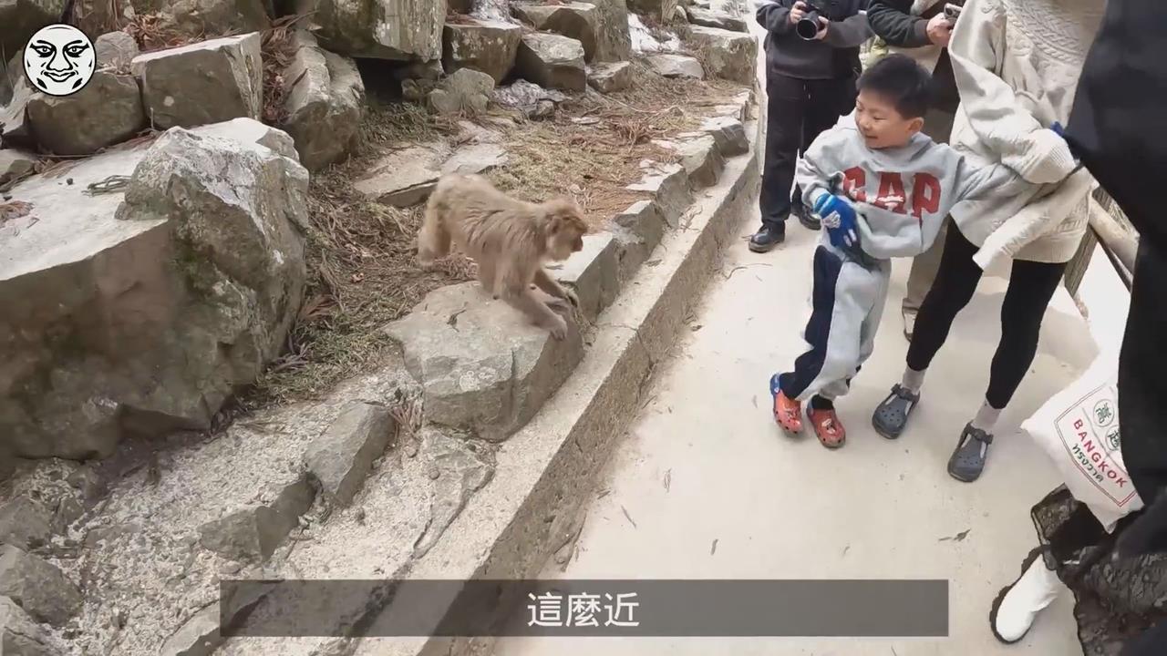 愛子赴日看野猴險被攻擊　媽媽1秒神反應網讚翻
