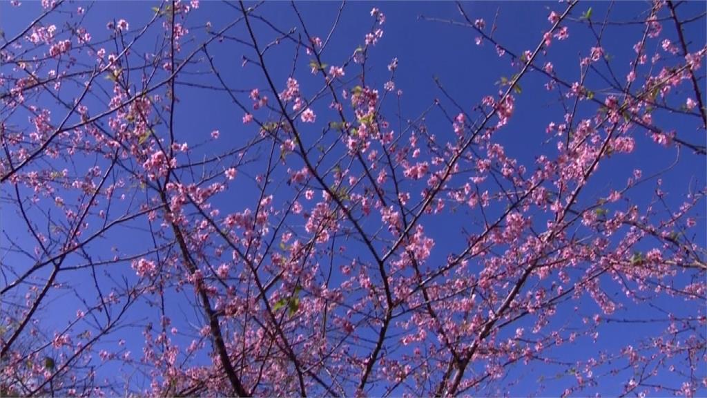 櫻花搶先綻放！高雄桃源河津變夢幻花海