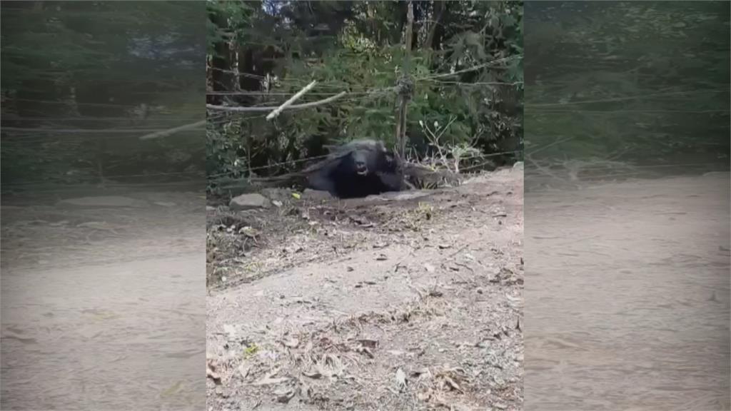 第三次誤入捕山豬陷阱 台灣黑熊企圖咬斷前肢脫困