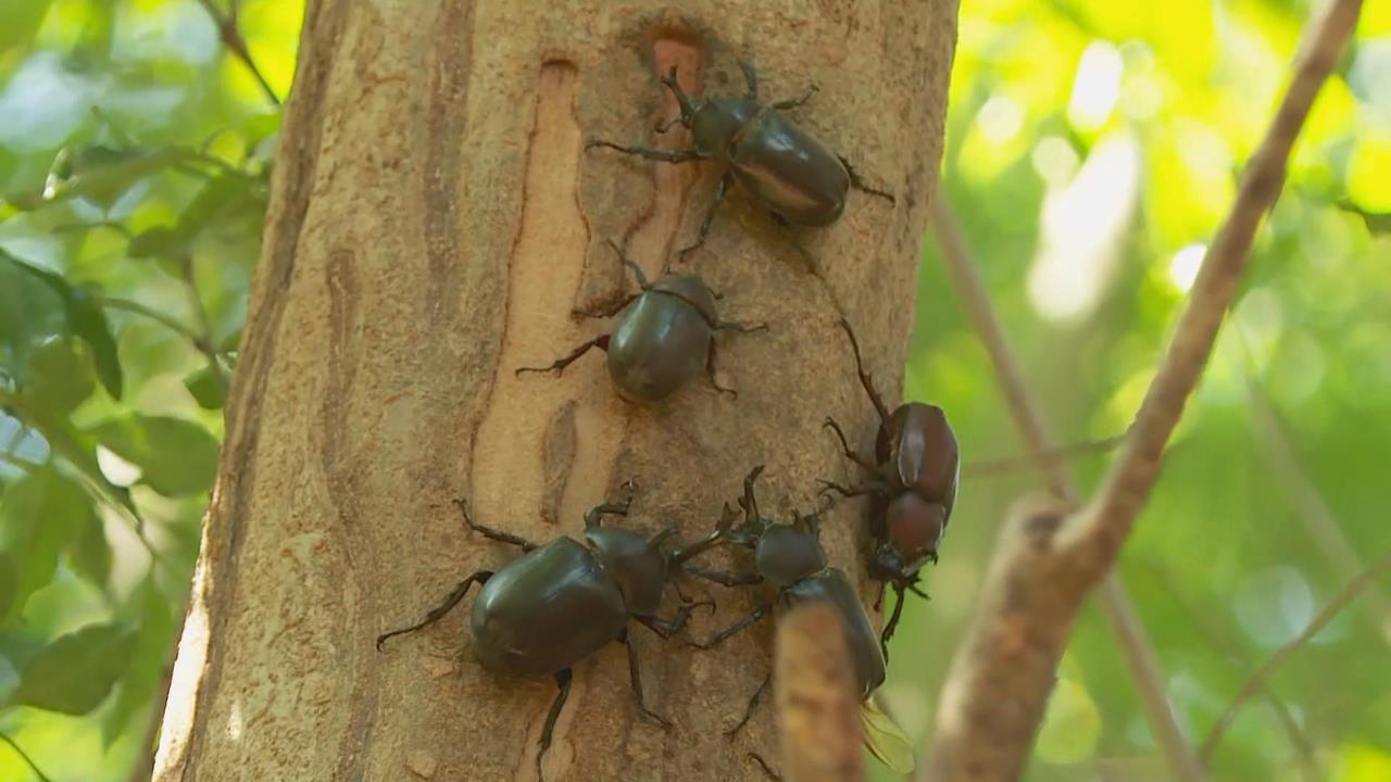 生態奇觀！　彰化生態園區千隻獨角仙　「活力十足」超親人