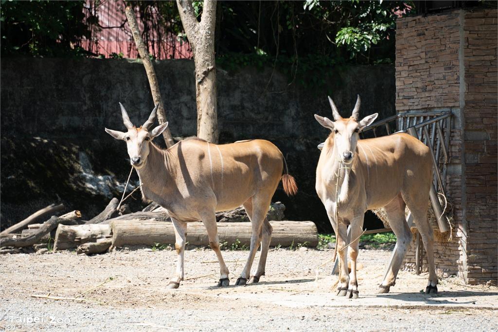快新聞／暑假限定！台北市立動物園「星光票」將開賣　每週六晚上入園「涼一夏」