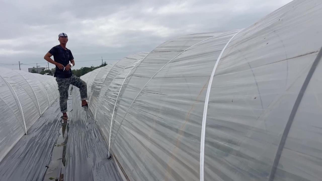 台南洋香瓜防颱！　瓜農們趕在風雨前搶收加固