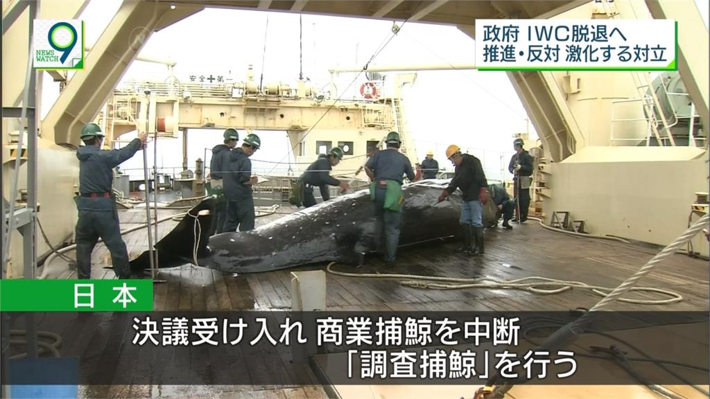 生態震撼彈！日本不排除重啟「商業捕鯨」