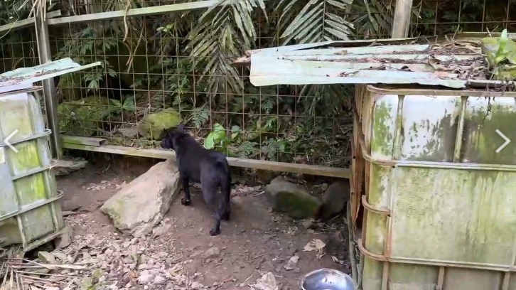 新店山區疑有非法高砂犬繁殖場　68隻狗兒飼養不當挨罰