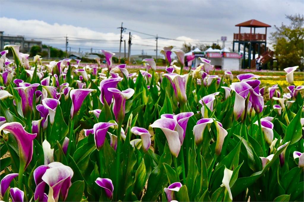 桃園彩色海芋季林襄來應援　與你溪海休閒農業區「襄芋」