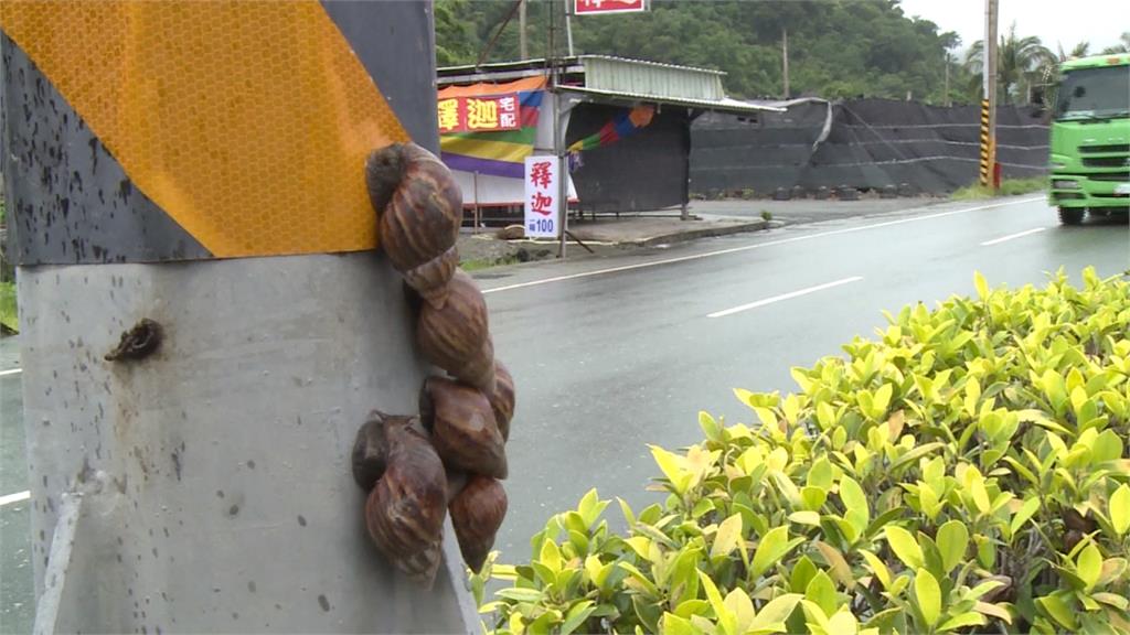 台東蝸牛滿地爬！民眾樂得準備「牛」肉大餐