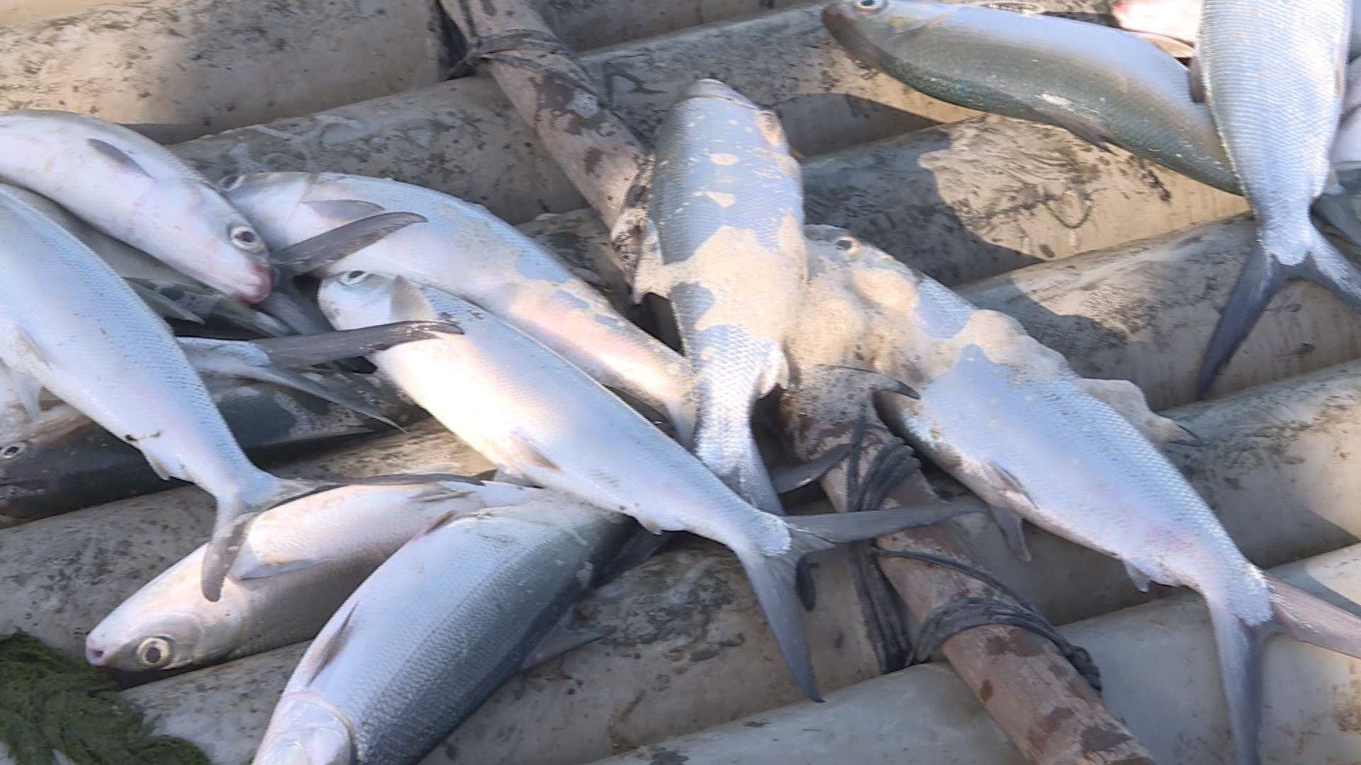 寒流肆虐 七股混養池虱目魚大量凍死