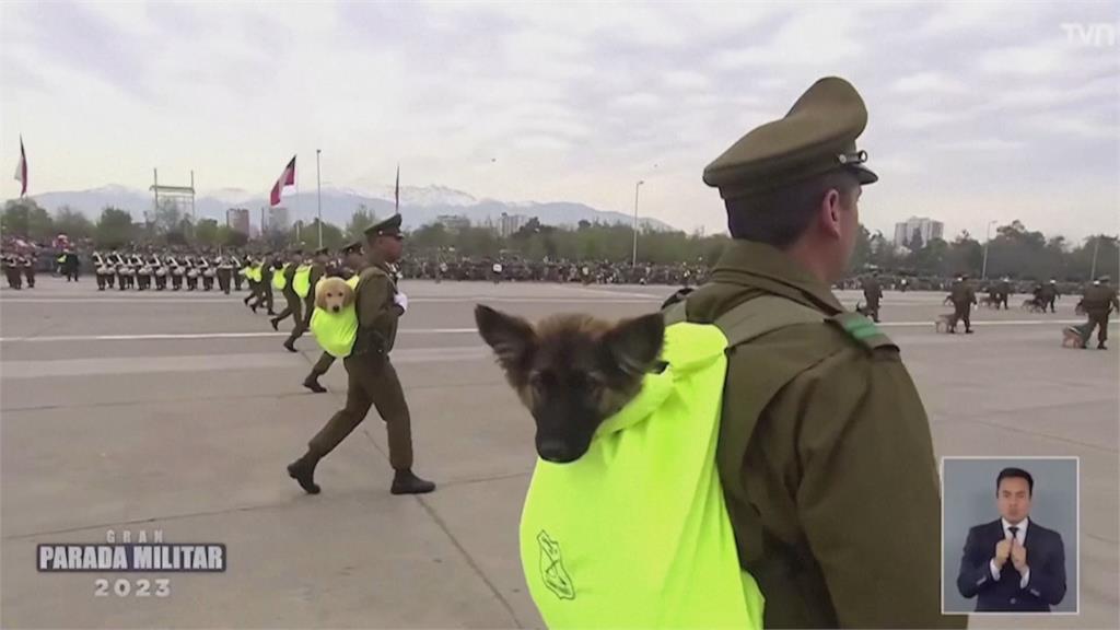 智利國慶閱兵「最萌軍團」　76隻警犬成全場焦點