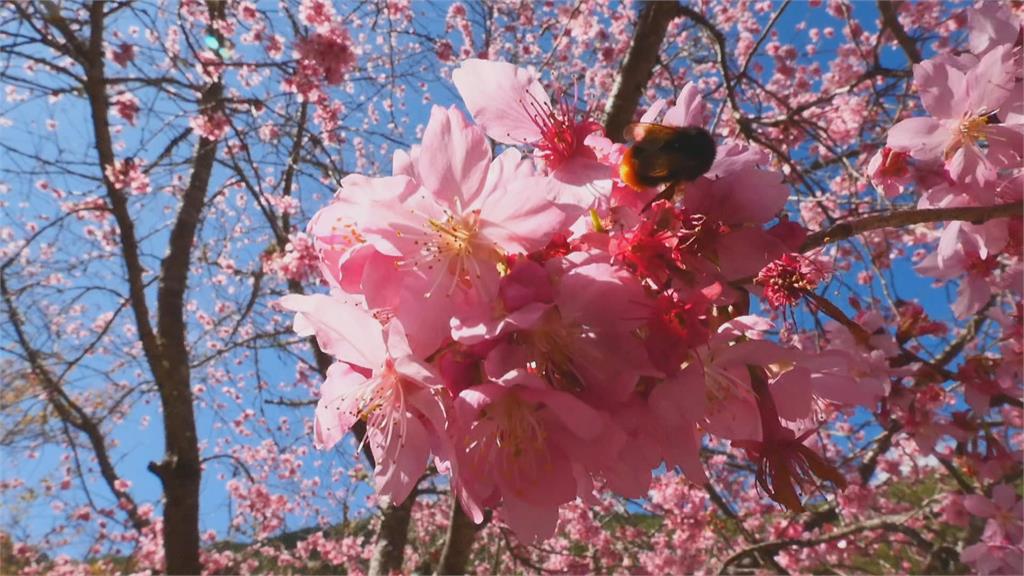 有史以來最好花況！武陵櫻花季有望「大爆發」