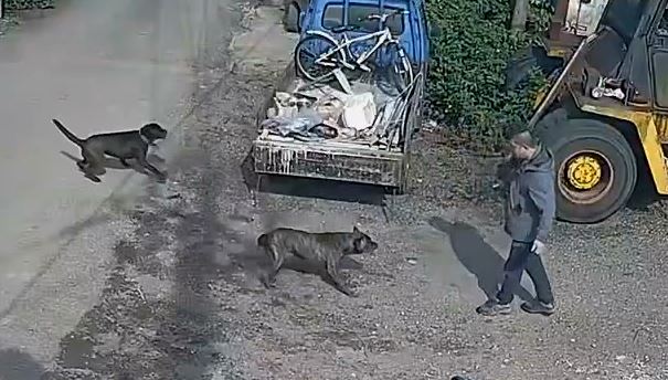 飼主養惡犬放任不管！　頻頻攻擊鄰居　還疑咬死鄰羊群