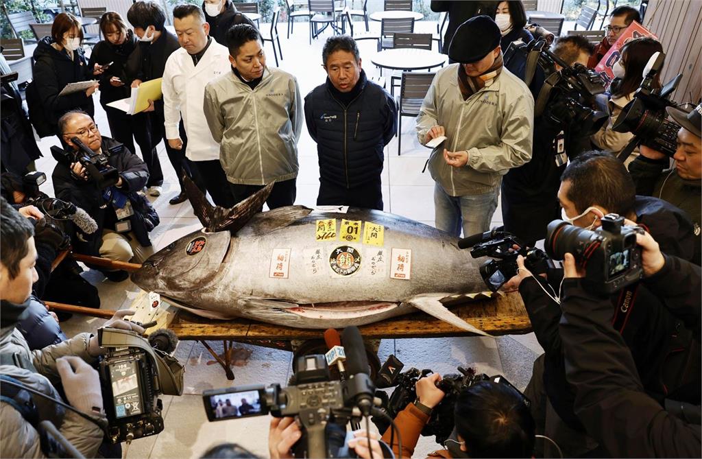 快新聞／史上次高！日本豐洲市場黑鮪首拍4337萬　捕獲漁民：肥的像頭牛