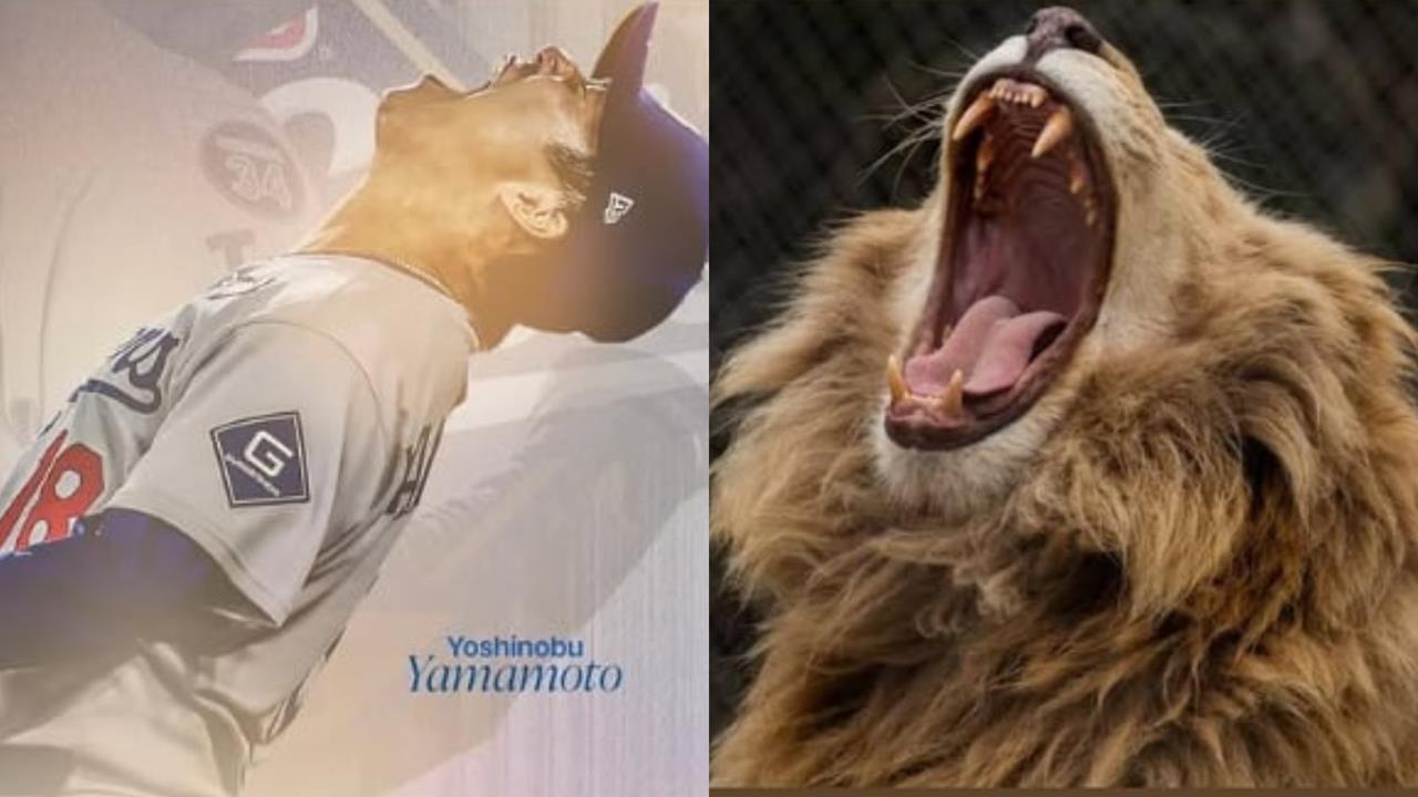 MLB／從辛巴變獅子王！山本由伸奪冠怒吼、在大谷眼中進化成「拴不住的猛獸」