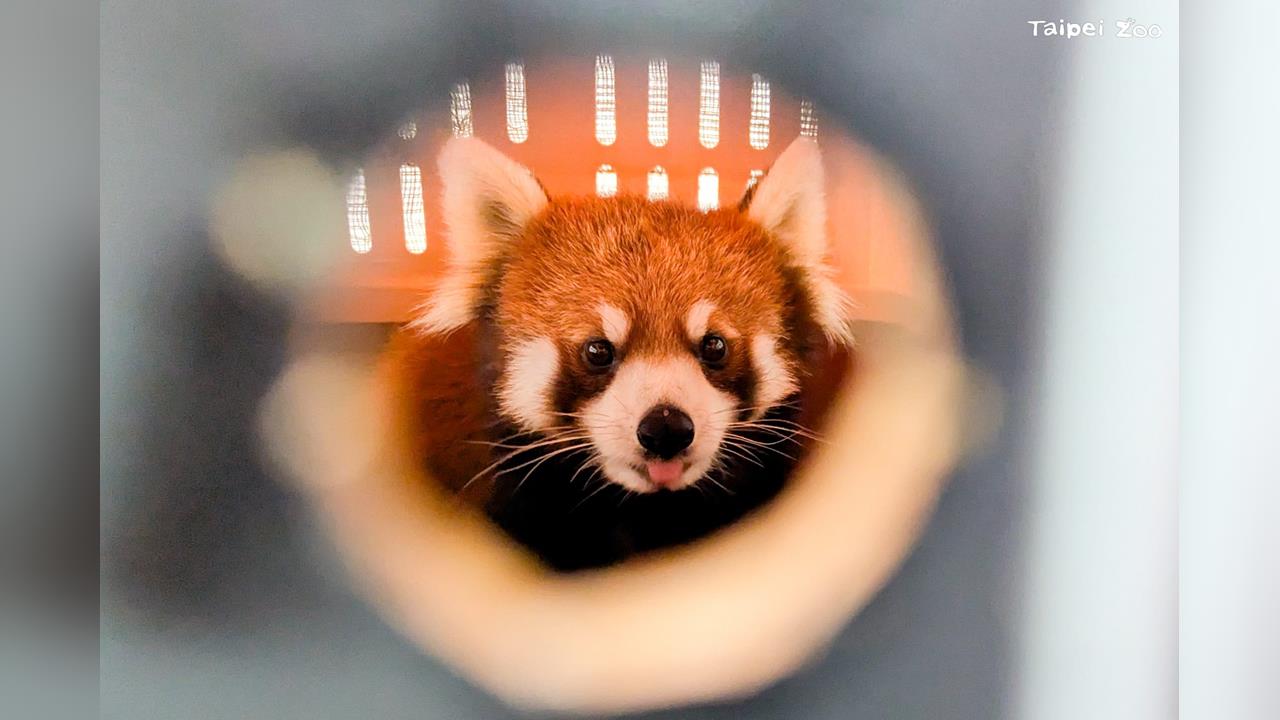 快新聞／日本小貓熊「茜茜」抵台入厝！　台北動物園透露「見面時間點」