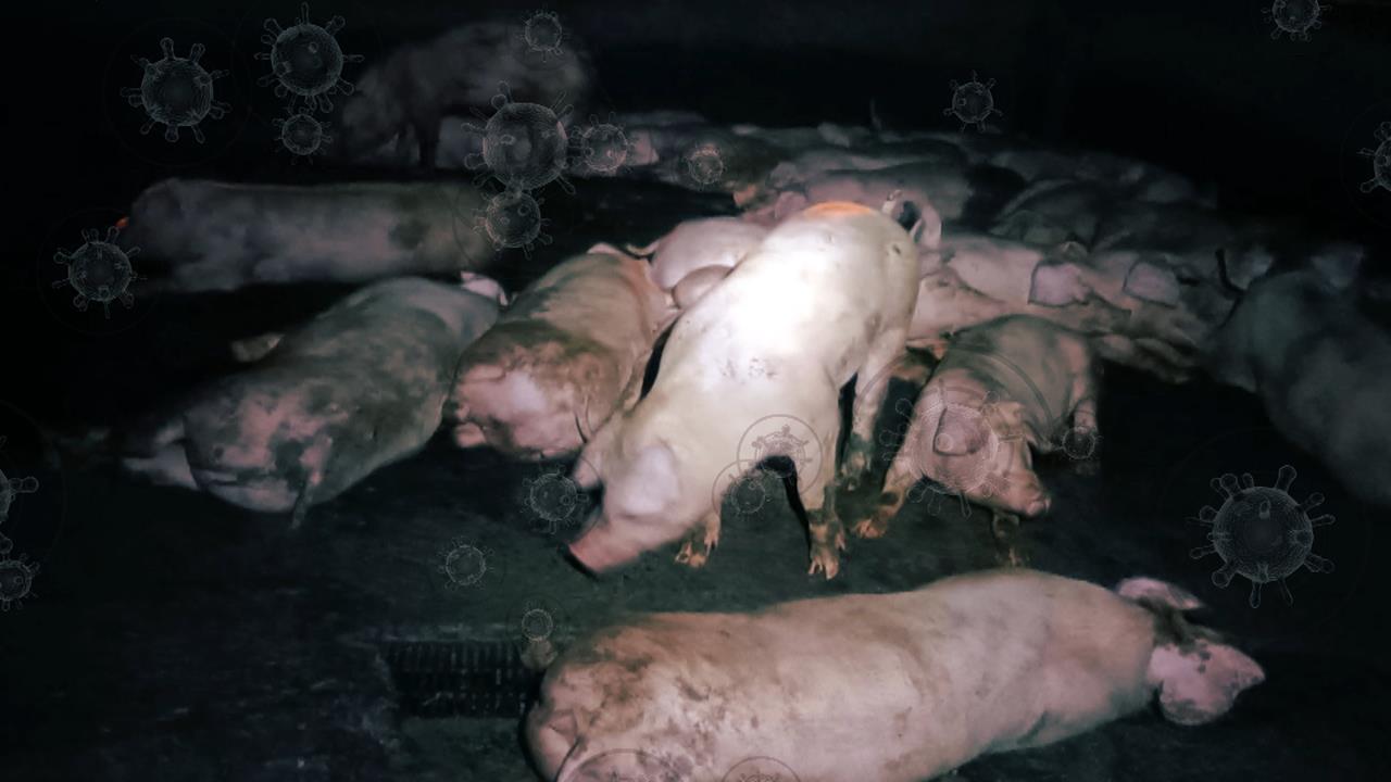 快新聞／廚餘養豬時代將結束！明年底全面轉型　農業部祭補助輔導業者