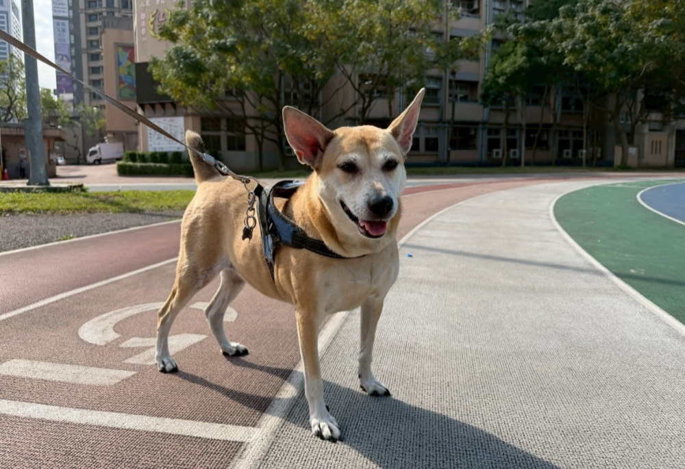 江翠國小校犬情緒波動　新北動保處解讀「妞妞」內心真相大白