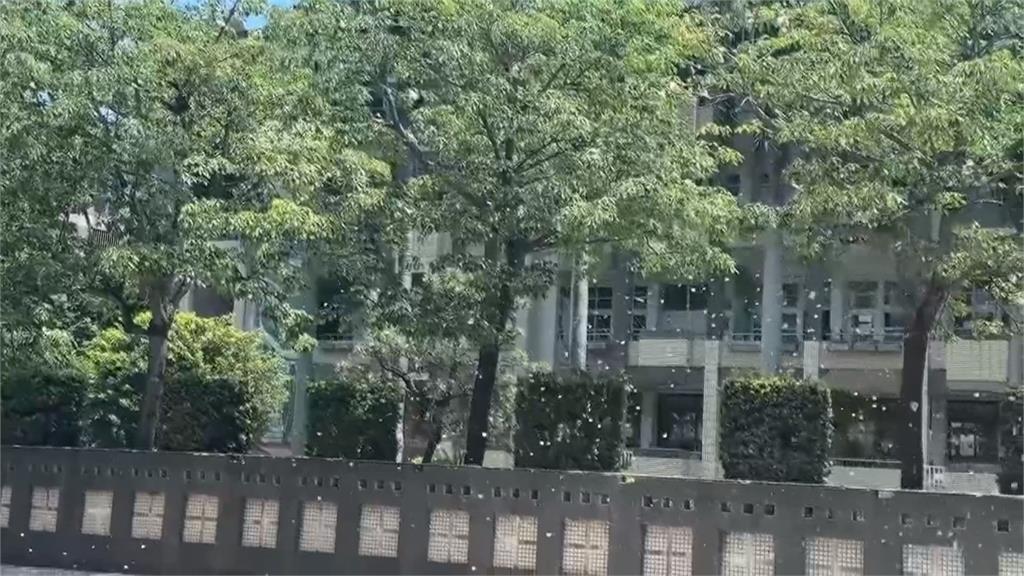苗栗頭份建國國小木棉花絮飄散 造成學童過敏、當地髒亂