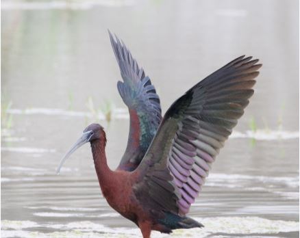 台東知本魚塭稀有「彩䴉」現蹤 鳥友驚喜
