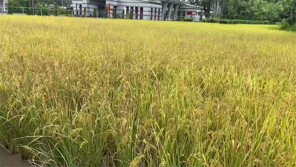「薇帕」生成!颱風外圍環流風雨恐大 稻農憂:收成量、品質下降