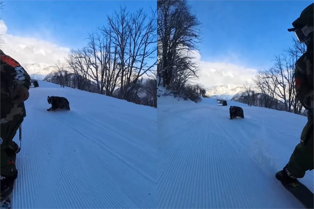 日本滑雪選手突遇黑熊「埋伏追擊」影片曝！網急教必殺技：←↙︎↓↘︎→＋弱踢